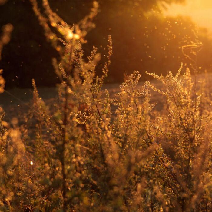 Les allergies au printemps, tous aux abris? Les allergies au printemps, tous aux abris?