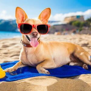 Quels conseils pour nos animaux de compagnie en vacances? Quels conseils pour nos animaux de compagnie en vacances?