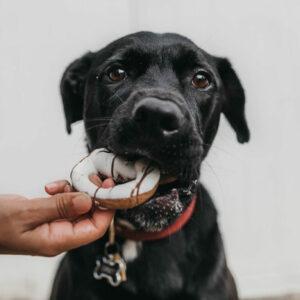 Quels sont les aliments dangereux pour le chien ?