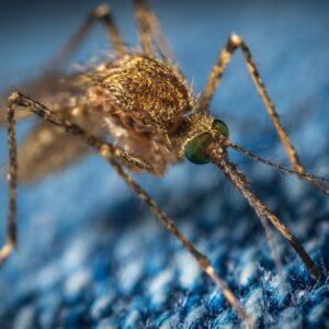 Comment se protéger contre les piqures de moustiques ?